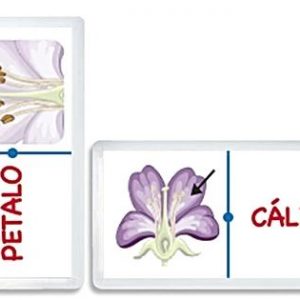 Dominó Jr Partes de la Flor