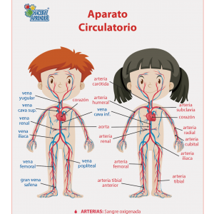 Lámina Didáctica Aparato Circulatorio Niños