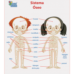 Lámina Didáctica Sistema Óseo Niños