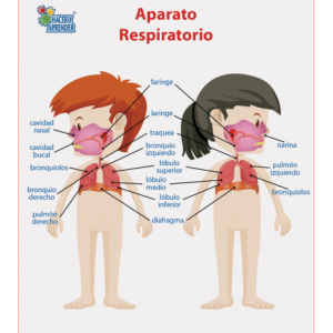 Lámina Didáctica Aparato Respiratorio Niños