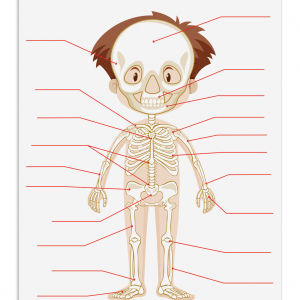 Lámina Didáctica Sistema Óseo (Lona)
