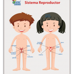 Lámina Didáctica Órganos Sexuales