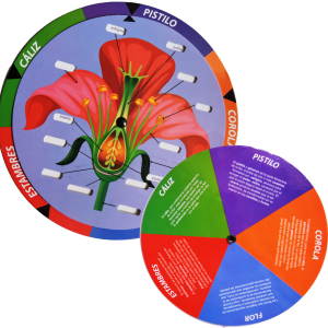 Gira el Disco y Aprende Partes de la Flor
